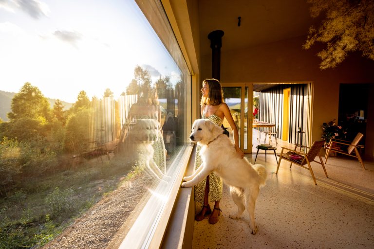 Warm Sunlit Moment with Dog by the Window